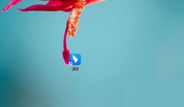 钉钉怎么开启钉钉搭?钉钉开启钉钉搭方法