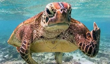 海龟汤高端100题 海龟汤高端100题答案